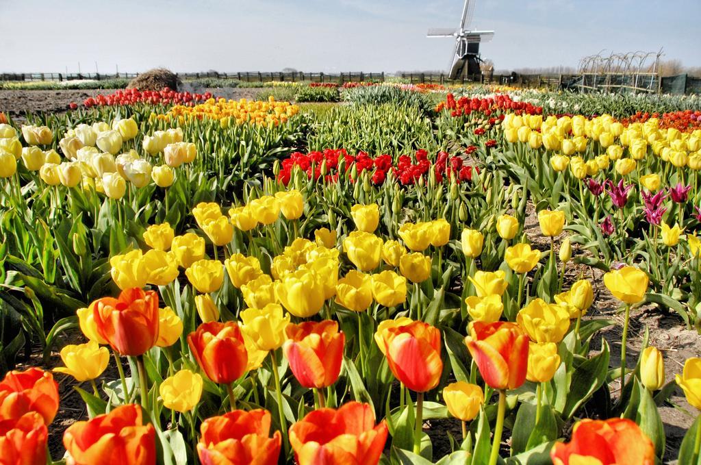 Buitenplaats Witte Raaf Aan Zee Noordwijk Bagian luar foto